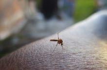 Horečka dengue