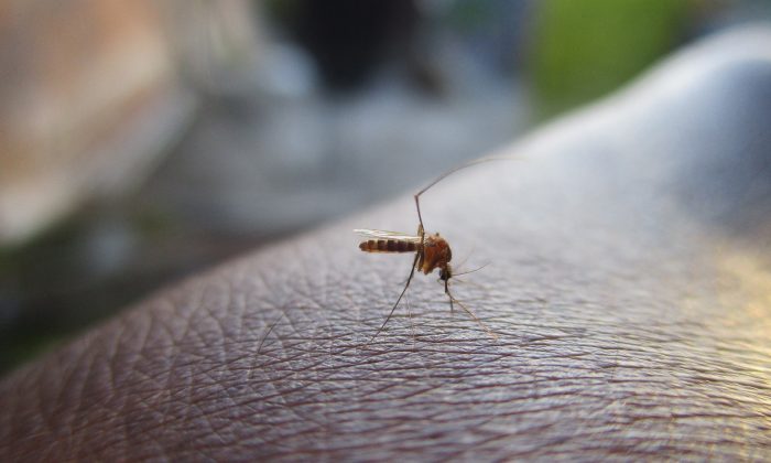 Horečka dengue