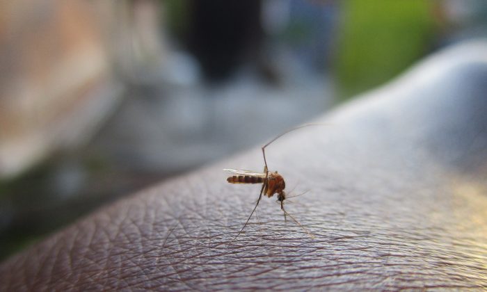 Horečka dengue