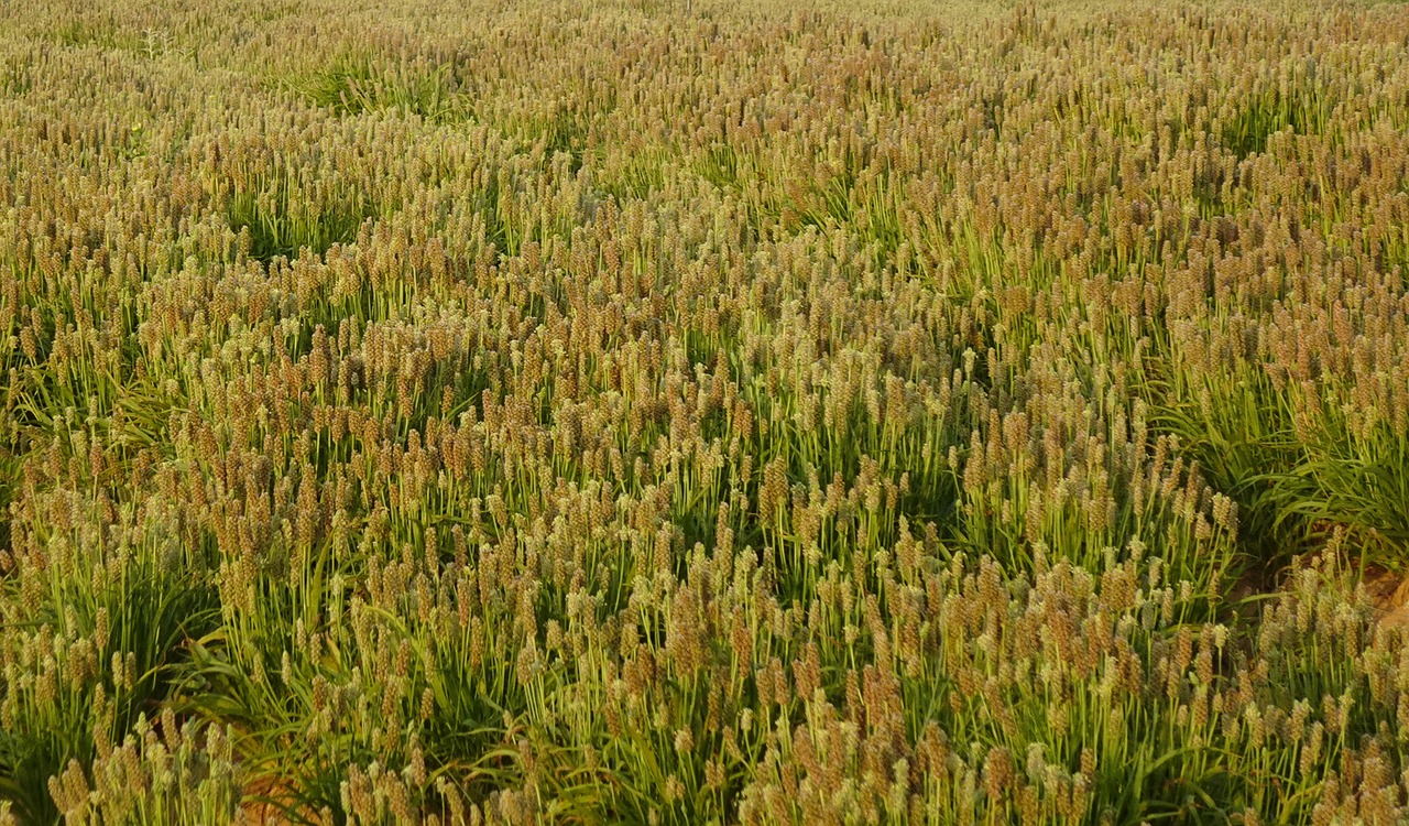 Plantago ovata