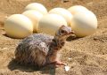 Pštrosí vejce