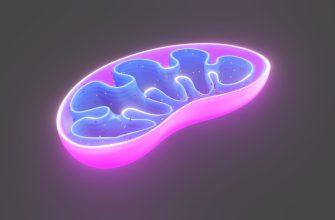 Mitochondrie