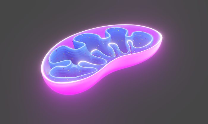 Mitochondrie