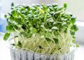 Microgreens 2