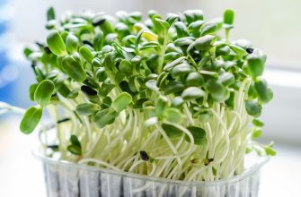 Microgreens 2