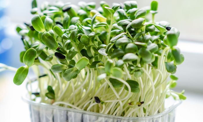 Microgreens 2