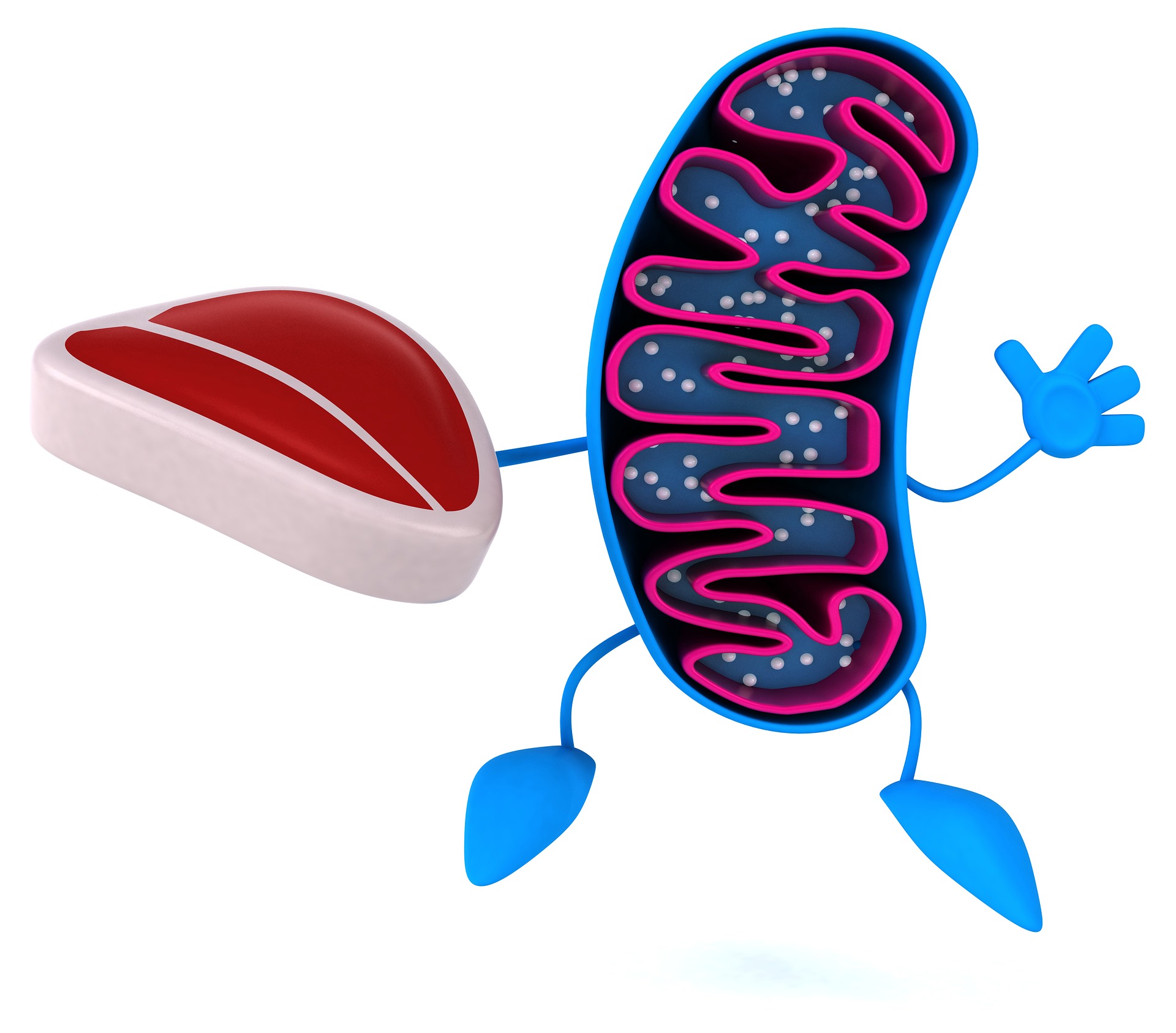 Mitochondrie 2