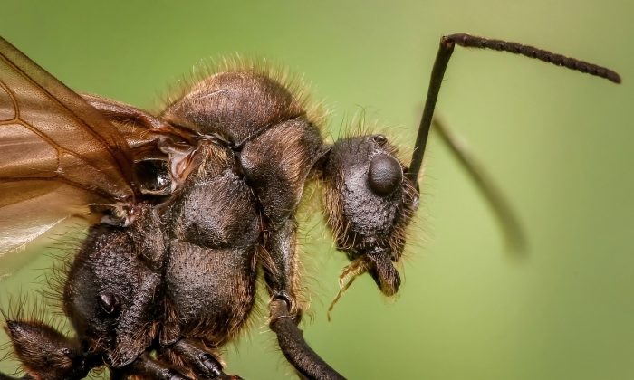 Hmyz, mýdlo, jak vyhnat hmyz, jak vyhnat hmyz přírodně, repelent na hmyz