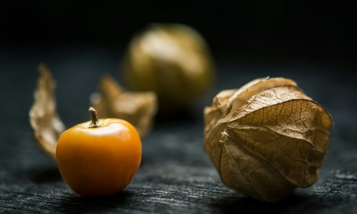 Physalis
