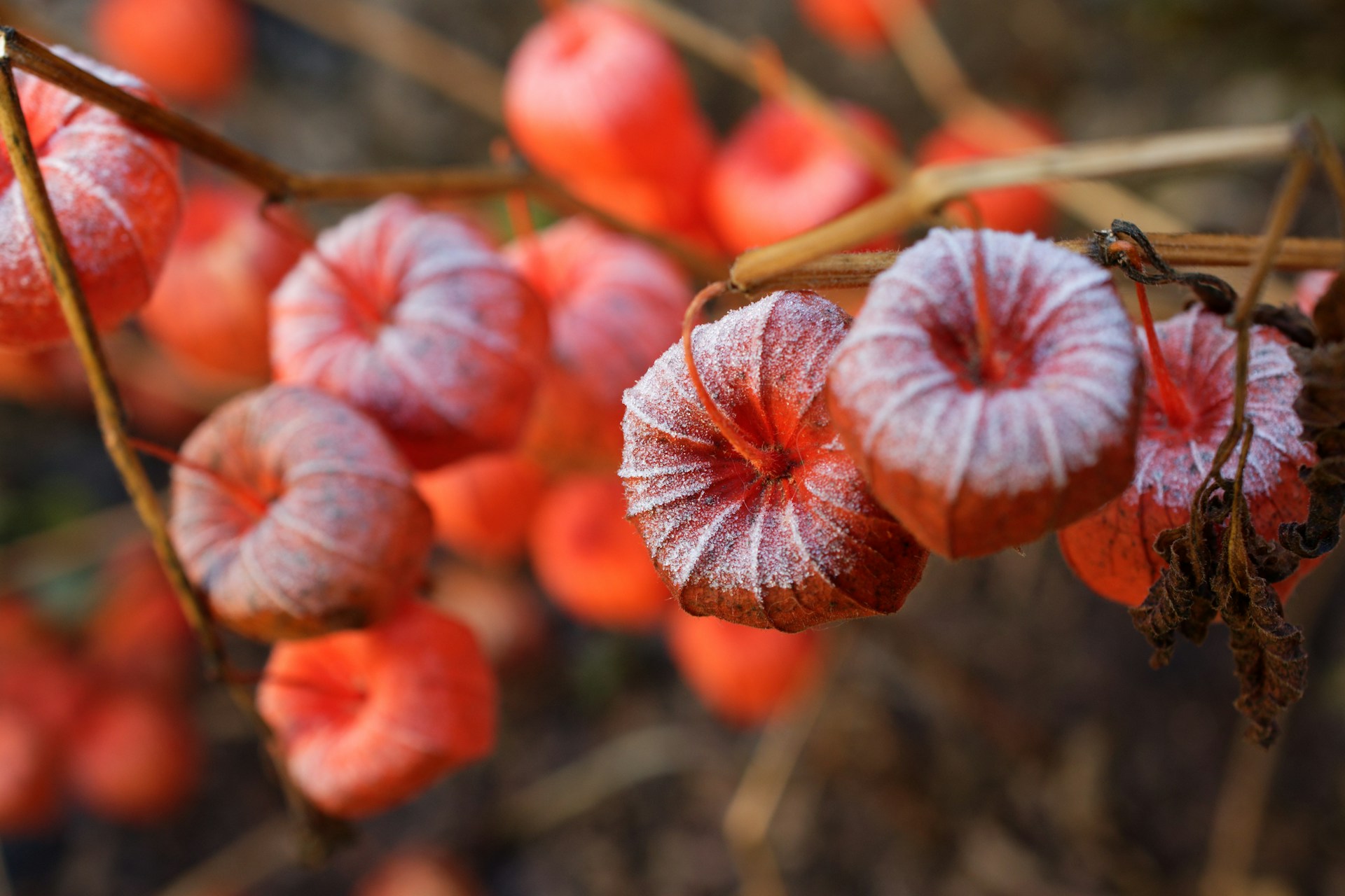Physalis
