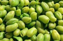 Edamame - Fytoestrogeny