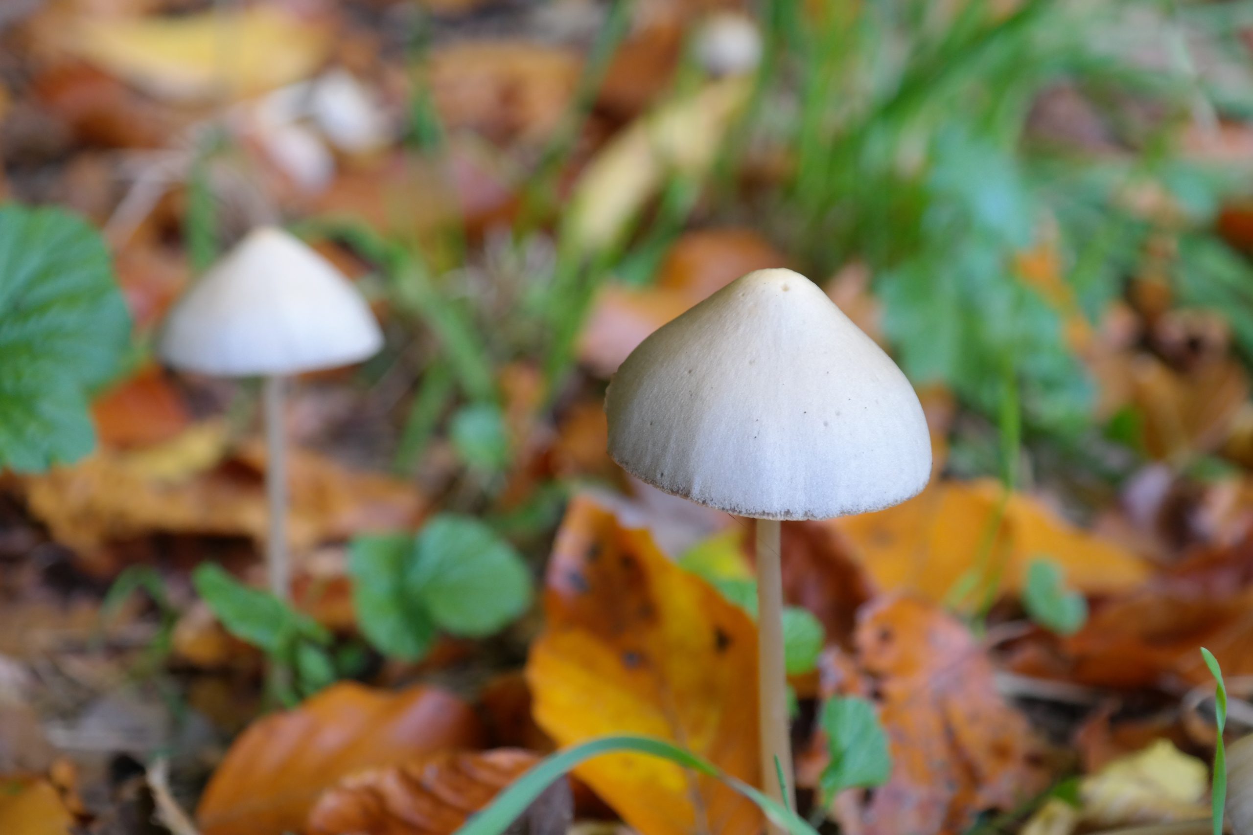 lysohlávky