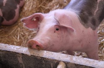 Pink pig lying in a straw-filled pen, with a concrete edge in the foreground and a black patch on its side.