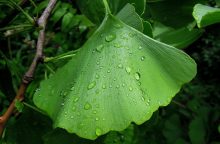 Ginkgo biloba