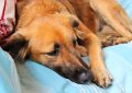 Close-up of a brown dog resting on a light blue blanket