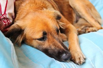 Close-up of a brown dog resting on a light blue blanket