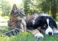 Cat and dog lying on bright green grass in a sunny outdoor setting; cat wears a red collar, looking left while dog rests nearby in the shade of trees.