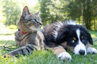 Cat and dog lying on bright green grass in a sunny outdoor setting; cat wears a red collar, looking left while dog rests nearby in the shade of trees.