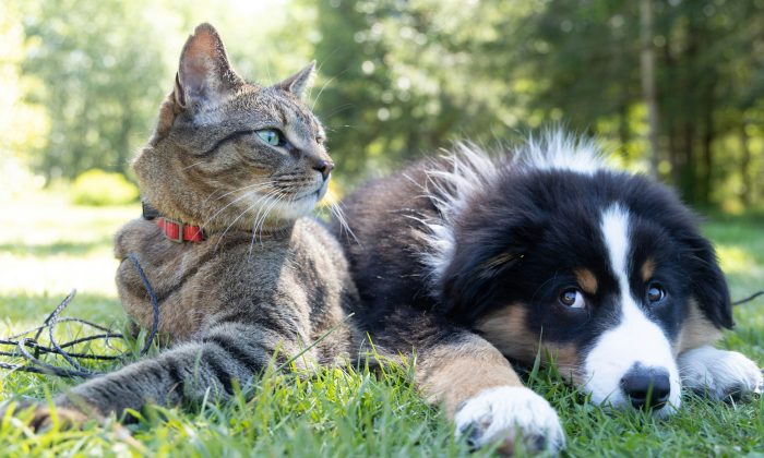 Cat and dog lying on bright green grass in a sunny outdoor setting; cat wears a red collar, looking left while dog rests nearby in the shade of trees.