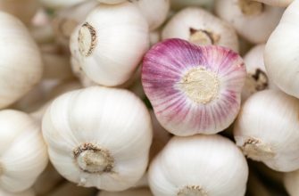 Pile of white garlic bulbs, with one purple-striped bulb in the foreground close up
