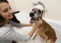 Woman bathing a dog in a tub, holding its head as bubbles sit on its fur and smiley dog shows open mouth joy