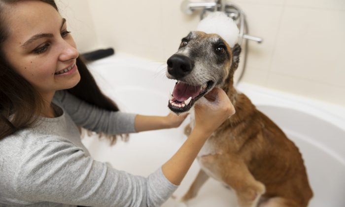 Woman bathing a dog in a tub, holding its head as bubbles sit on its fur and smiley dog shows open mouth joy