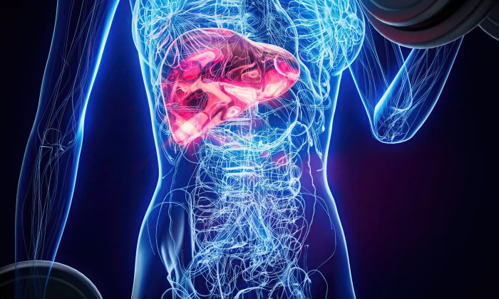 Transparent torso showing a pink-highlighted heart with a blue neural and vascular network throughout the body. The chest area emphasizes the heart within an anatomical illustration.