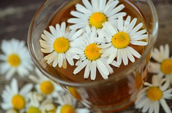 Chamomile flowers floating in a glass of amber tea, white petals and yellow centers visible.