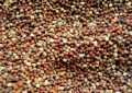 Close-up of small pink, red, and beige peppercorns scattered together as a spice mix.