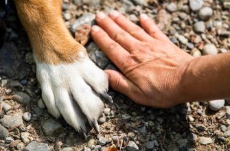 Person rests a hand on a dog's paw on a rocky ground, showing bond and care.