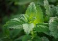 Close-up of mint leaves with prominent veining and serrated edges