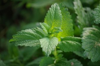 Close-up of mint leaves with prominent veining and serrated edges