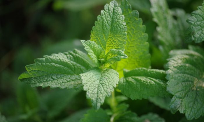 Close-up of mint leaves with prominent veining and serrated edges