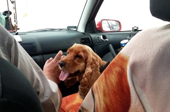 Cavalier spaniel in the front passenger seat with tongue out, a hand reaching toward it, dashboard and a red side mirror visible.