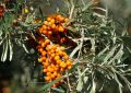 Clusters of bright orange berries on a sea buckthorn branch with narrow gray-green leaves in sunlight