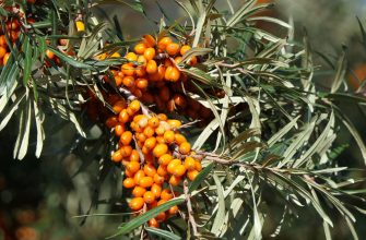 Clusters of bright orange berries on a sea buckthorn branch with narrow gray-green leaves in sunlight