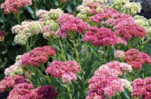 Pink sedum blossoms in dense clusters atop green succulent stems and leaves.