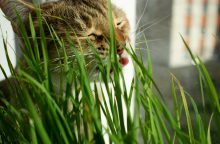 Close-up of a tabby cat's face peeking through tall green grass, tongue visible.