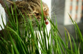 Close-up of a tabby cat's face peeking through tall green grass, tongue visible.