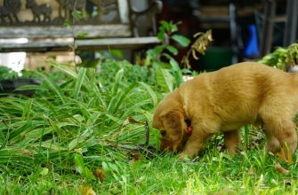 Two golden retriever puppies sniffing the grass in a garden yard with plants around them
