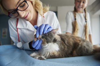 veterinářka kontroluje stav chrupu kočky