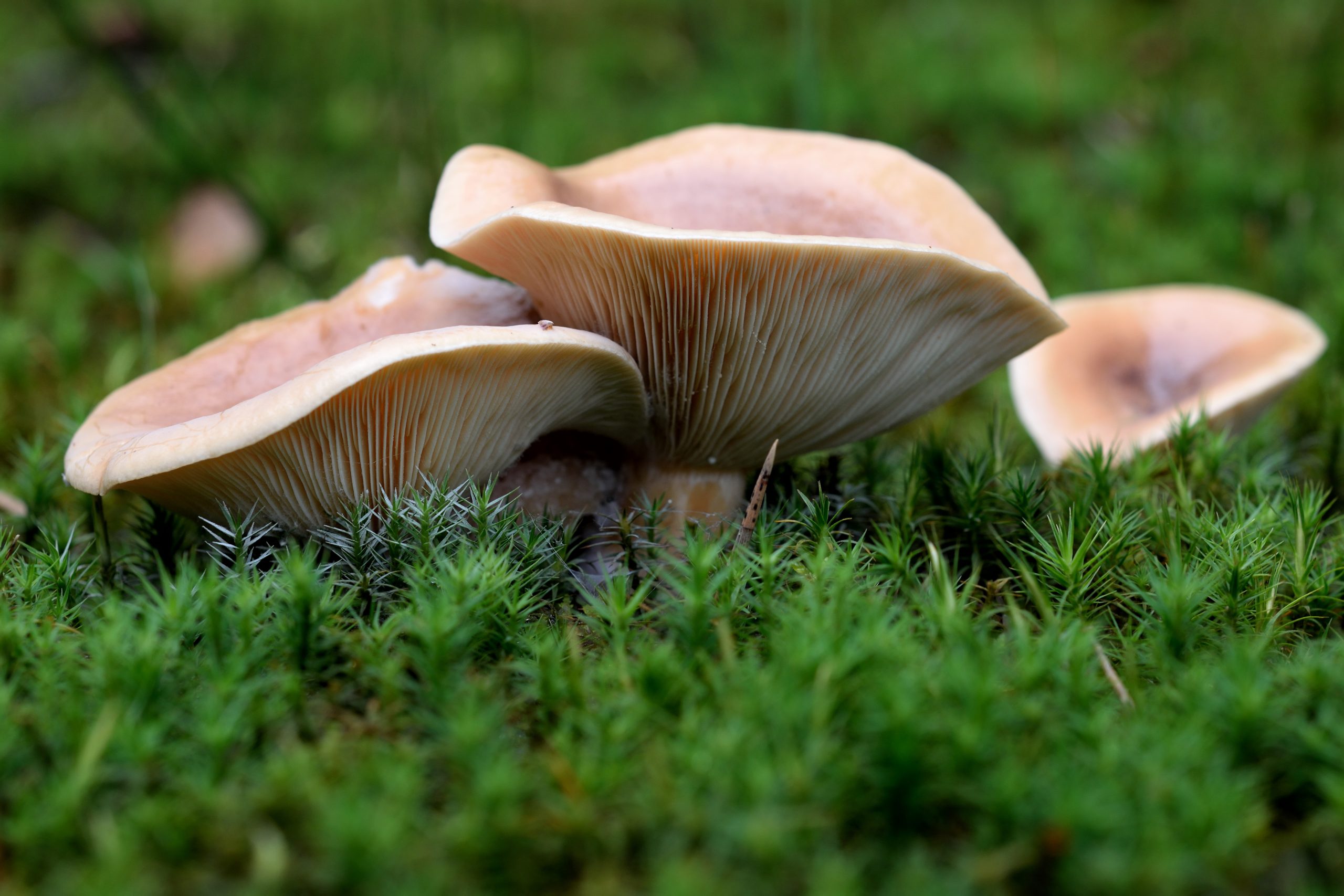 Jedlý Lactarius deliciosus v lese
